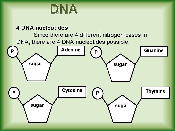 DNA 4 DNA nucleotides Since there are 4 different nitrogen bases in DNA, there