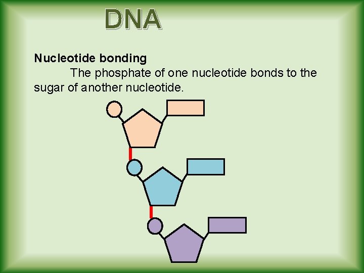 DNA Nucleotide bonding The phosphate of one nucleotide bonds to the sugar of another