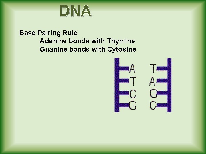 DNA Base Pairing Rule Adenine bonds with Thymine Guanine bonds with Cytosine 