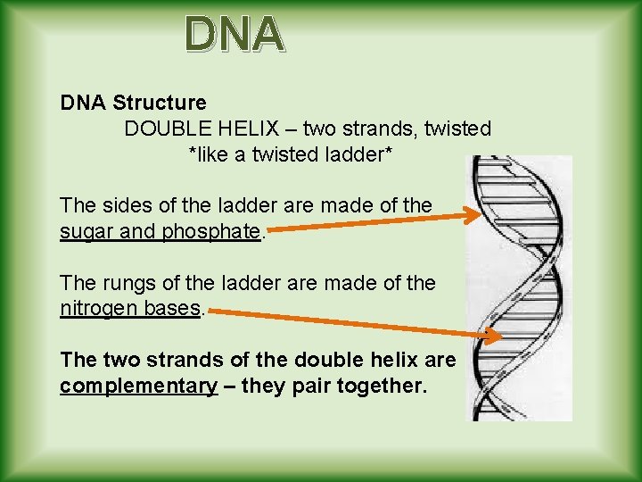 DNA Structure DOUBLE HELIX – two strands, twisted *like a twisted ladder* The sides