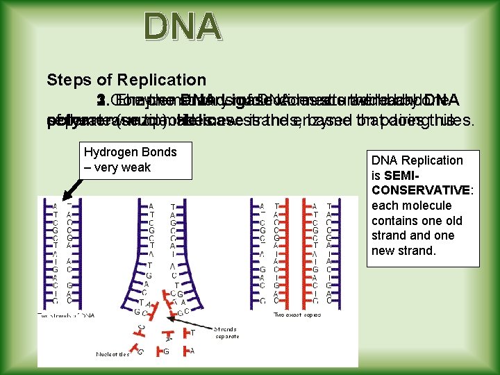 DNA Steps of Replication 1. Enzyme 2. Complementary 3. The two strands DNA Ligase