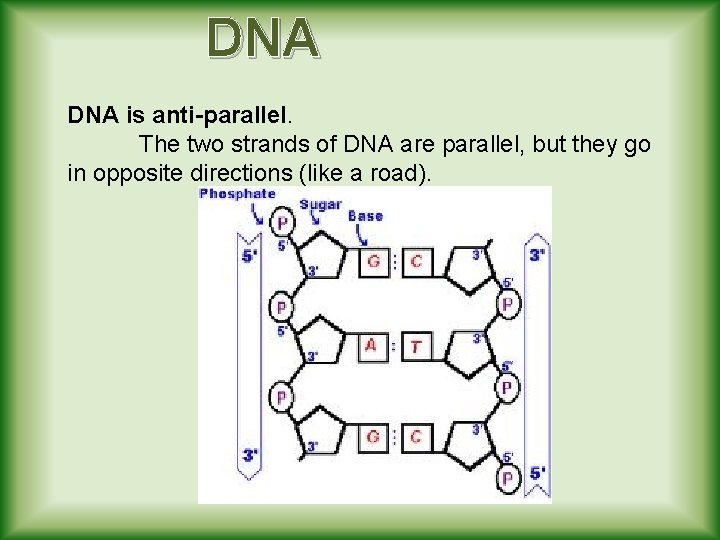 DNA is anti-parallel. The two strands of DNA are parallel, but they go in