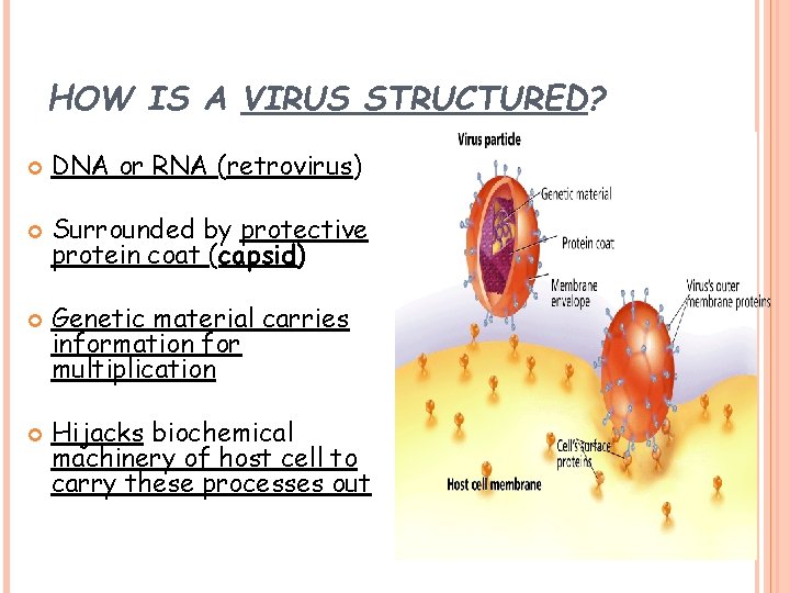 HOW IS A VIRUS STRUCTURED? DNA or RNA (retrovirus) Surrounded by protective protein coat