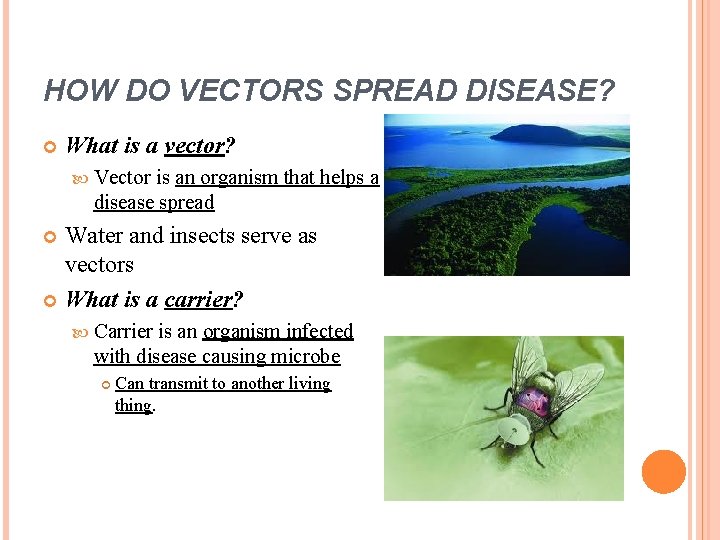 HOW DO VECTORS SPREAD DISEASE? What is a vector? Vector is an organism that