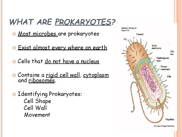 WHAT ARE PROKARYOTES? Most microbes are prokaryotes Exist almost every where on earth Cells