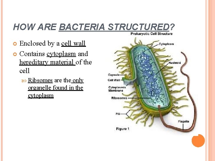 HOW ARE BACTERIA STRUCTURED? Enclosed by a cell wall Contains cytoplasm and hereditary material