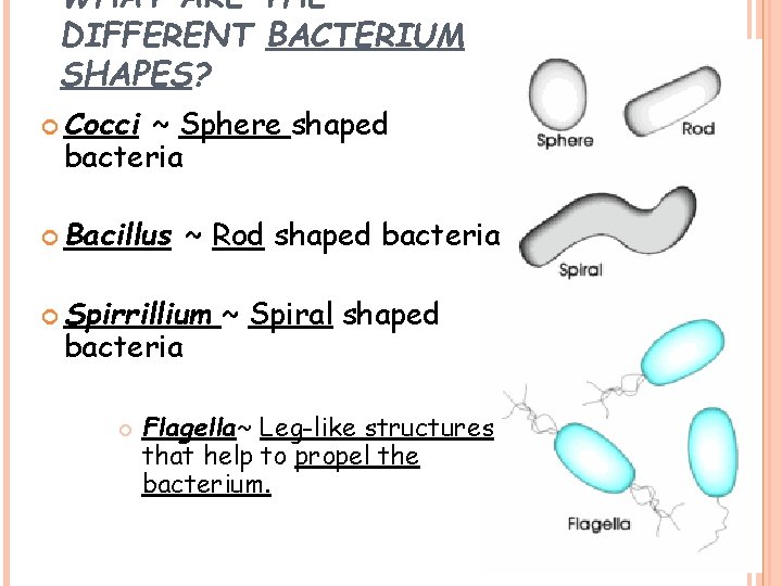 WHAT ARE THE DIFFERENT BACTERIUM SHAPES? Cocci ~ Sphere shaped bacteria Bacillus ~ Rod