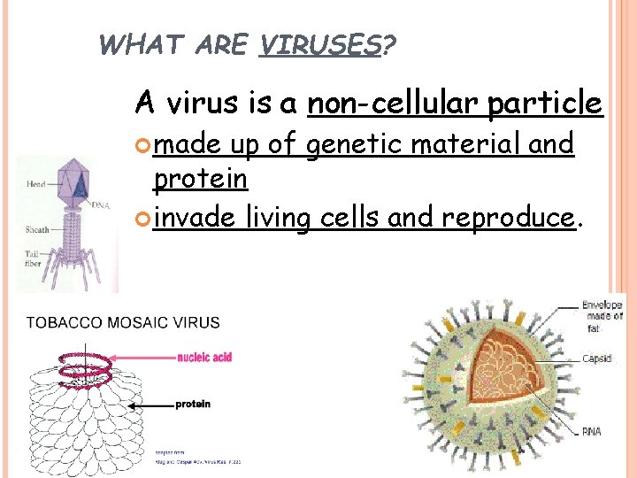WHAT ARE VIRUSES? A virus is a non-cellular particle made up of genetic material
