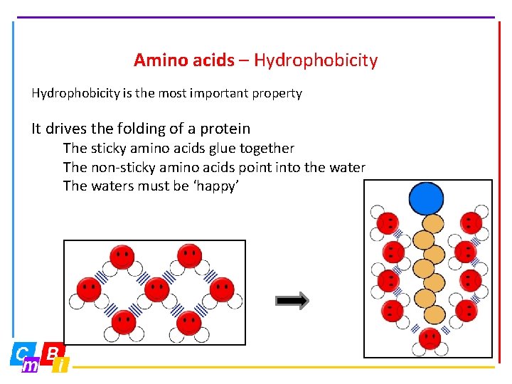 Amino acids – Hydrophobicity is the most important property It drives the folding of