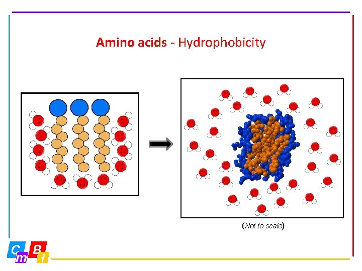 Amino acids - Hydrophobicity (Not to scale) 