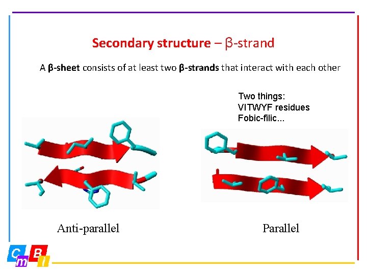 Secondary structure – β-strand A β-sheet consists of at least two β-strands that interact