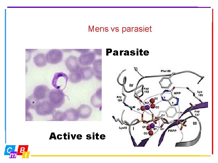 Mens vs parasiet Parasite Active site 