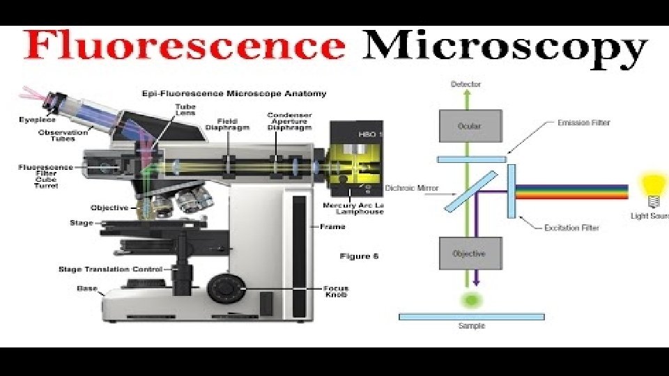 FLUORESCENCE MICROSCOPY PRESENTED BY KAARTHIK J INTRODUCTION A