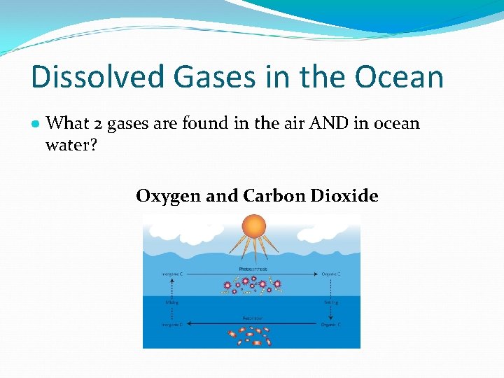 Dissolved Gases in the Ocean ● What 2 gases are found in the air