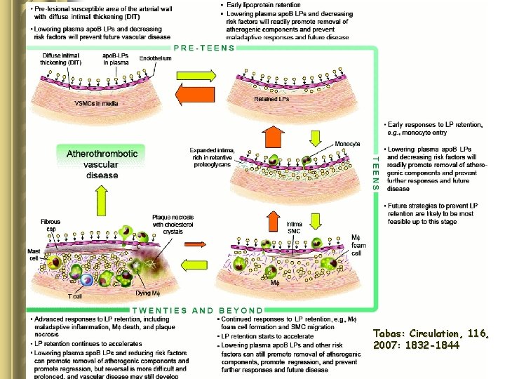Tabas: Circulation, 116, 2007: 1832 -1844 