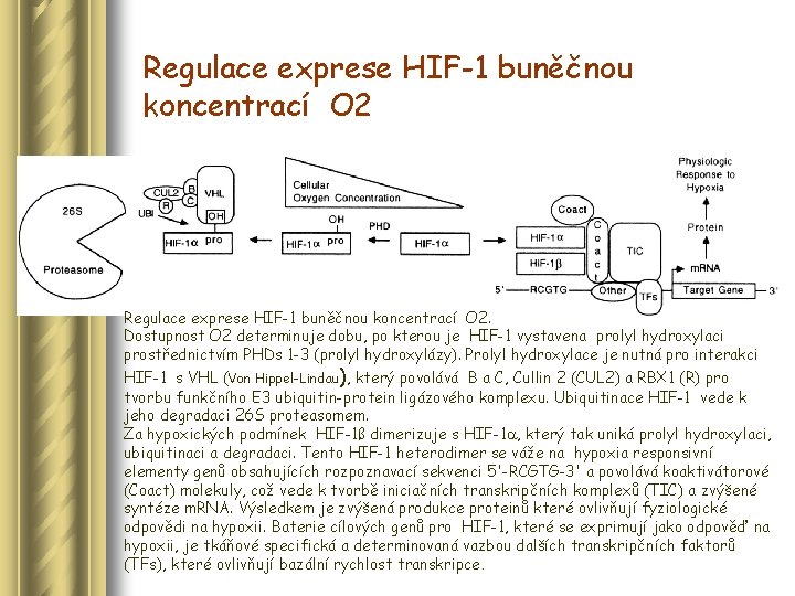 Regulace exprese HIF-1 buněčnou koncentrací O 2. Dostupnost O 2 determinuje dobu, po kterou