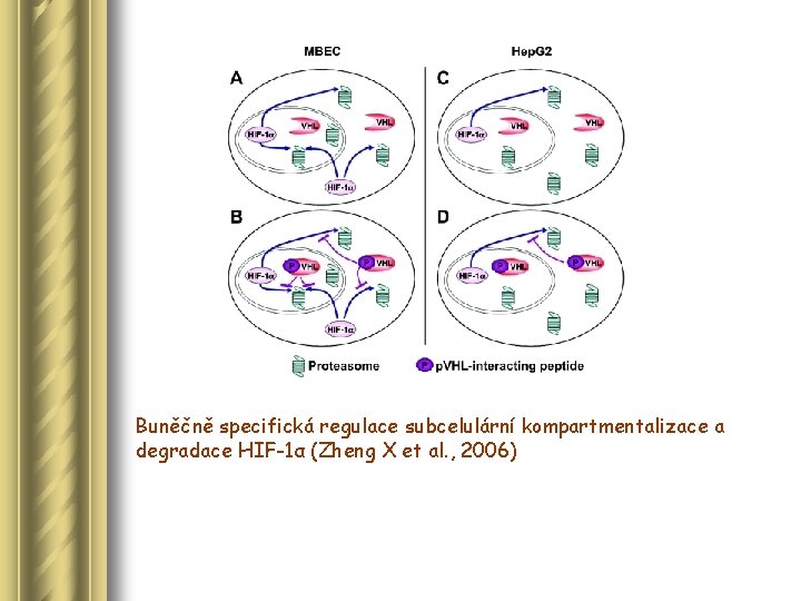 Buněčně specifická regulace subcelulární kompartmentalizace a degradace HIF-1α (Zheng X et al. , 2006)