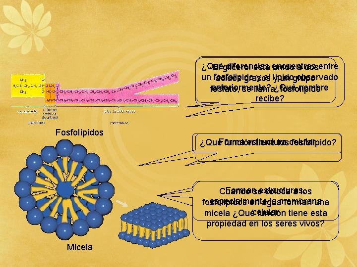 ¿Qué diferencias El glicerol esta encuentras unido a dosentre un fosfolipido y el lípido