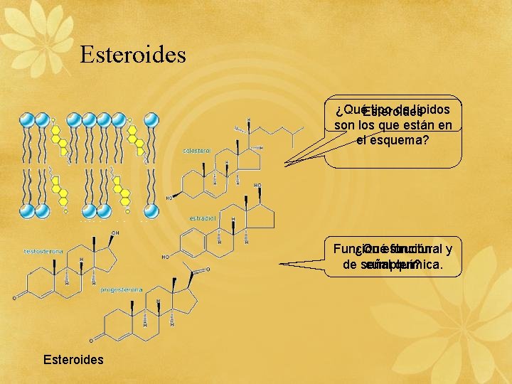 Esteroides ¿QuéEsteroides tipo de lípidos son los que están en el esquema? ¿Quéestructural función