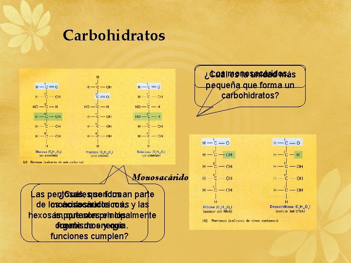 Carbohidratos Los monosacáridos. ¿Cuál es la unidad más pequeña que forma un carbohidratos? Monosacárido