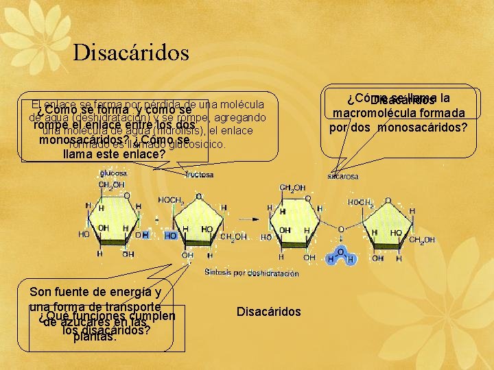 Disacáridos El enlace se forma por pérdida de una molécula ¿Cómo se forma y