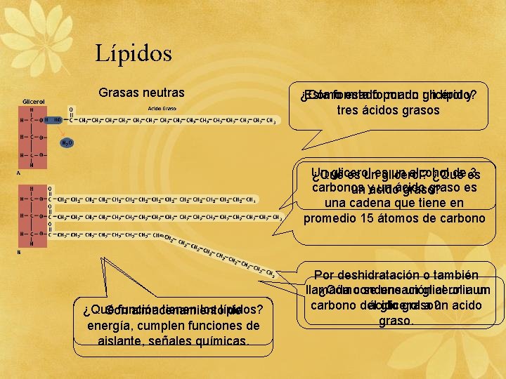 Lípidos Grasas neutras ¿Cómo Esta formado esta formado por un un glicerol lípido? y