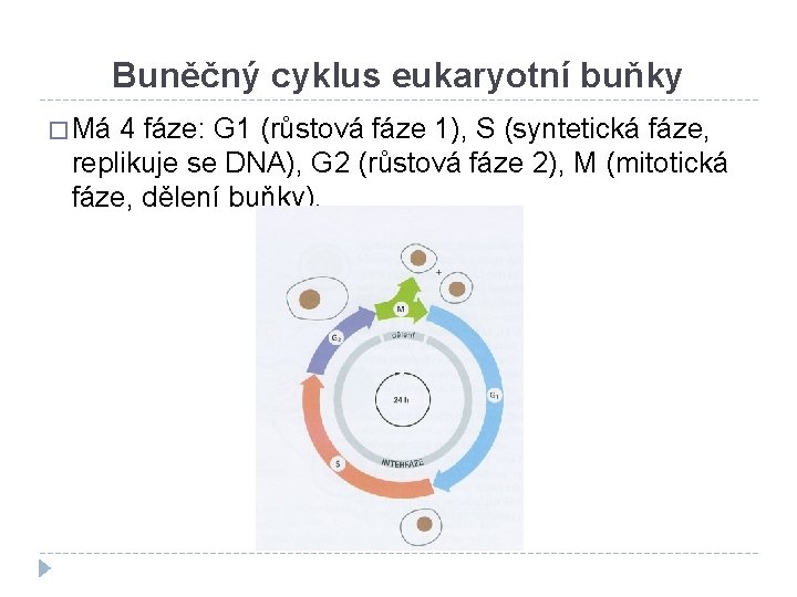 Buněčný cyklus eukaryotní buňky � Má 4 fáze: G 1 (růstová fáze 1), S