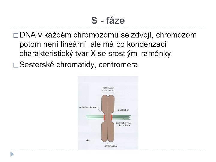 S - fáze � DNA v každém chromozomu se zdvojí, chromozom potom není lineární,