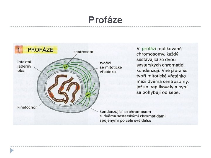 Profáze 