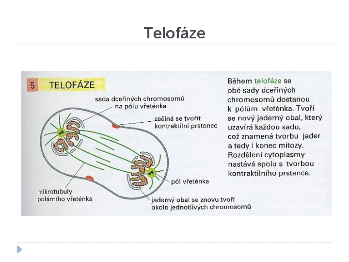 Telofáze 