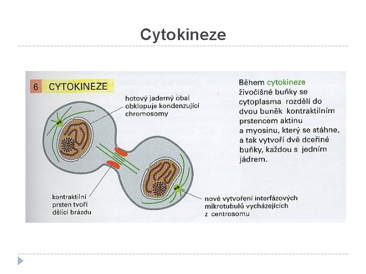 Cytokineze 