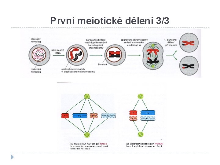 První meiotické dělení 3/3 