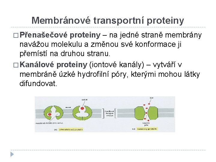Membránové transportní proteiny � Přenašečové proteiny – na jedné straně membrány navážou molekulu a