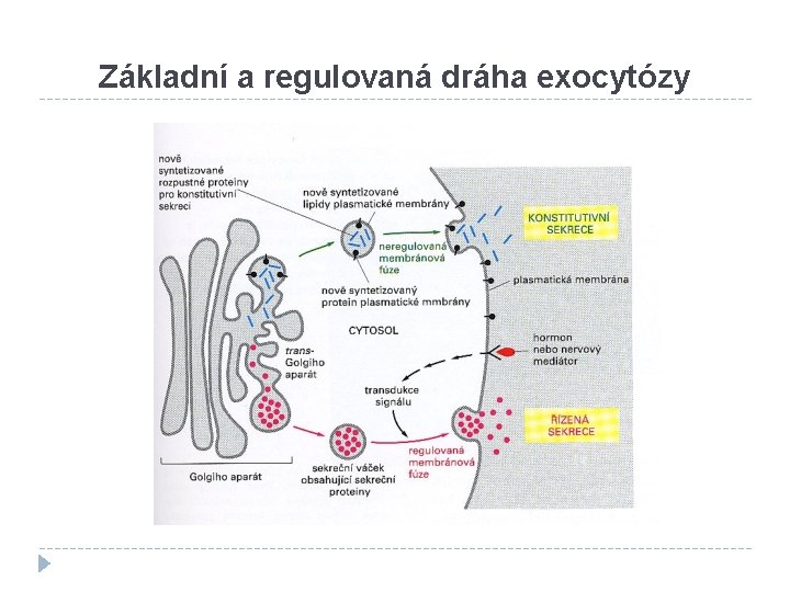 Základní a regulovaná dráha exocytózy 