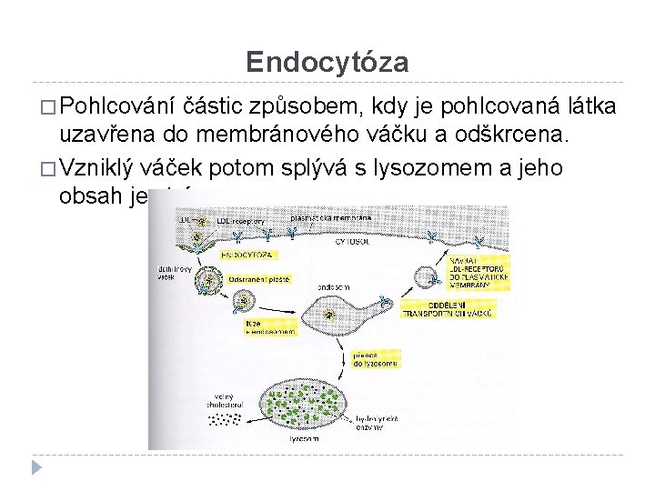 Endocytóza � Pohlcování částic způsobem, kdy je pohlcovaná látka uzavřena do membránového váčku a