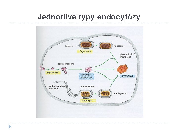 Jednotlivé typy endocytózy 