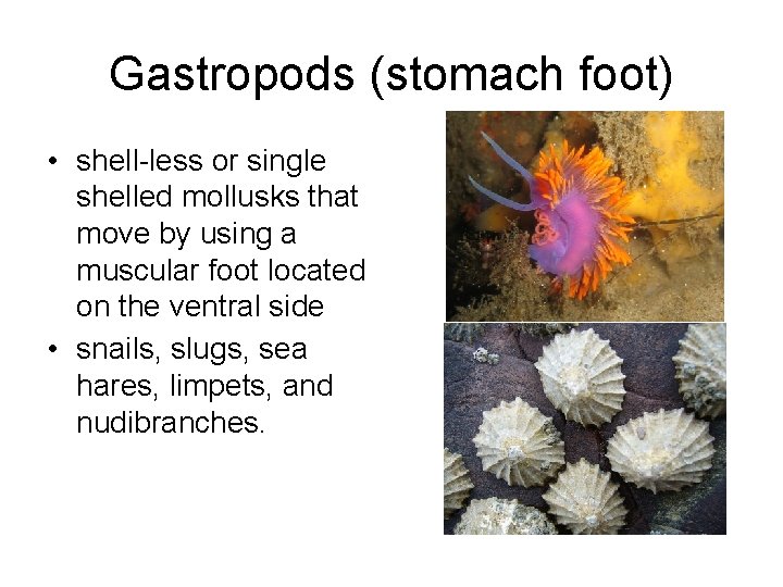 Gastropods (stomach foot) • shell-less or single shelled mollusks that move by using a
