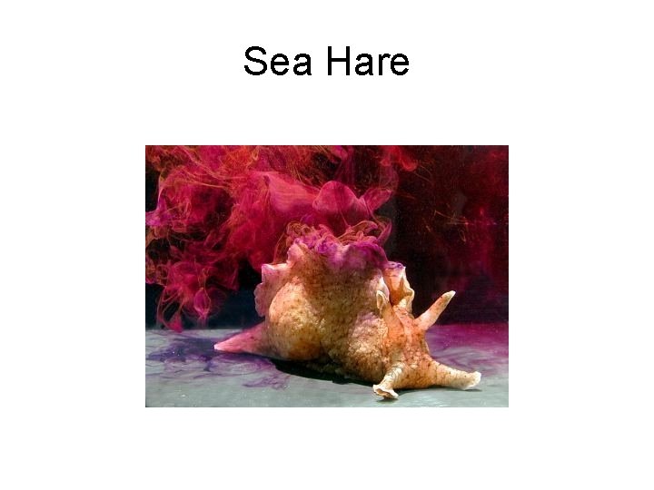 Sea Hare 