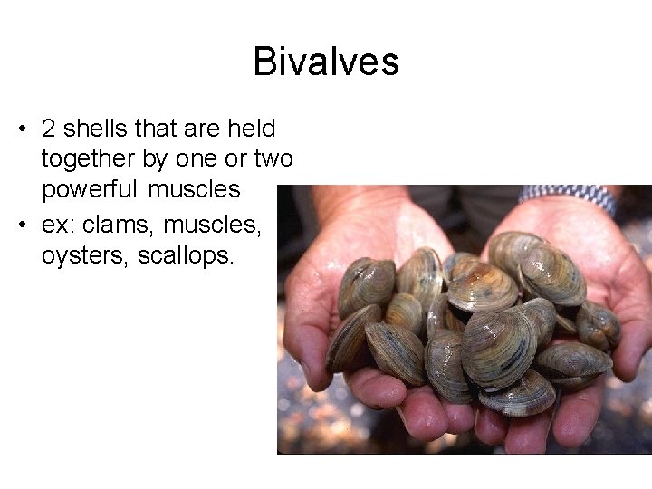 Bivalves • 2 shells that are held together by one or two powerful muscles