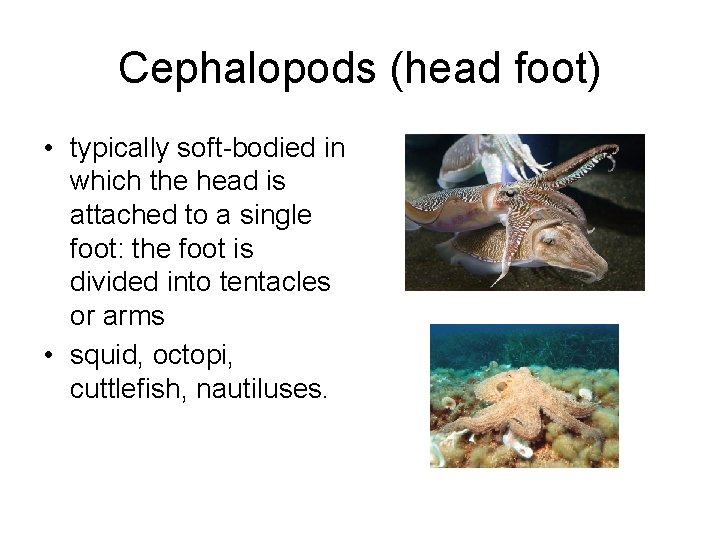 Cephalopods (head foot) • typically soft-bodied in which the head is attached to a