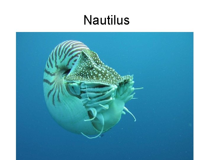 Nautilus 