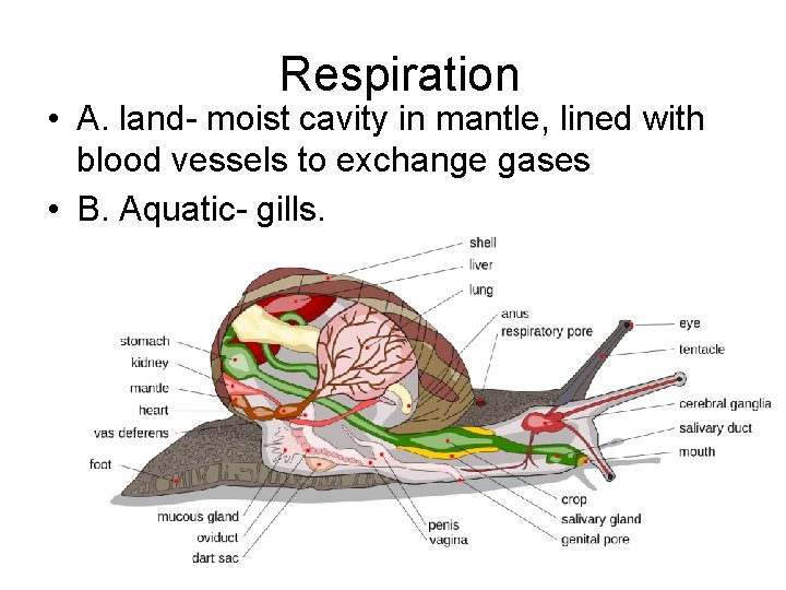 Respiration • A. land- moist cavity in mantle, lined with blood vessels to exchange