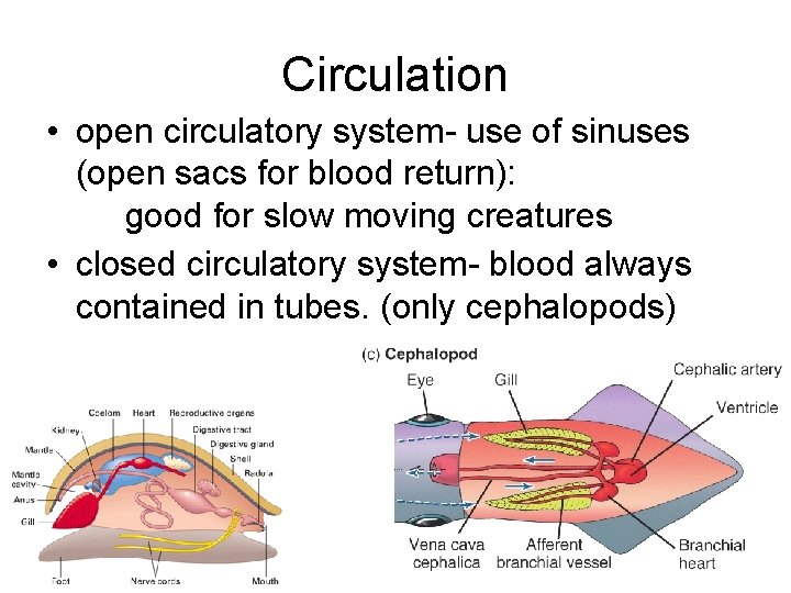 Circulation • open circulatory system- use of sinuses (open sacs for blood return): good
