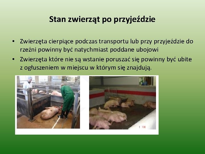 Stan zwierząt po przyjeździe • Zwierzęta cierpiące podczas transportu lub przyjeździe do rzeźni powinny