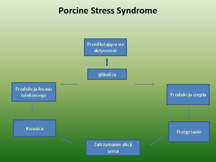 Porcine Stress Syndrome Przedłużająca sie aktywność glikoliza Produkcja kwasu mlekowego Produkcja ciepła Kwasica Przegrzanie