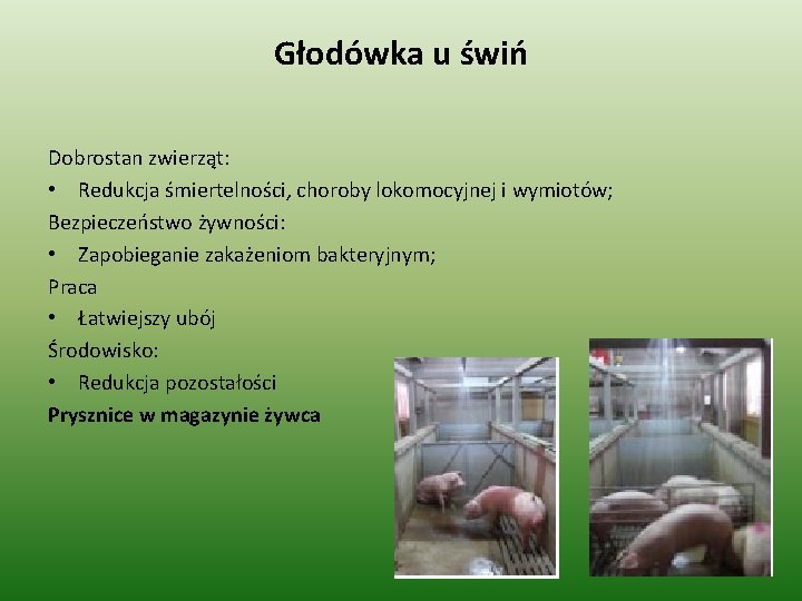 Głodówka u świń Dobrostan zwierząt: • Redukcja śmiertelności, choroby lokomocyjnej i wymiotów; Bezpieczeństwo żywności: