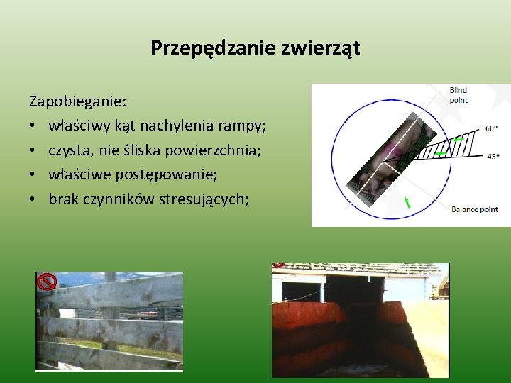 Przepędzanie zwierząt Zapobieganie: • właściwy kąt nachylenia rampy; • czysta, nie śliska powierzchnia; •