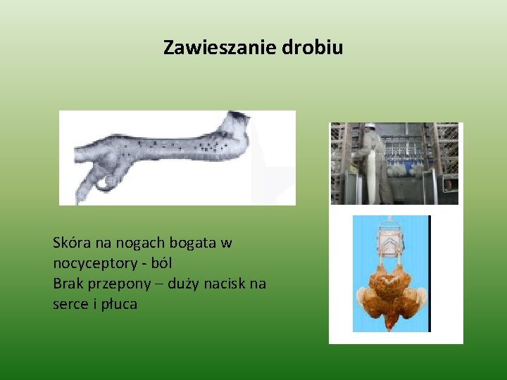 Zawieszanie drobiu Skóra na nogach bogata w nocyceptory - ból Brak przepony – duży