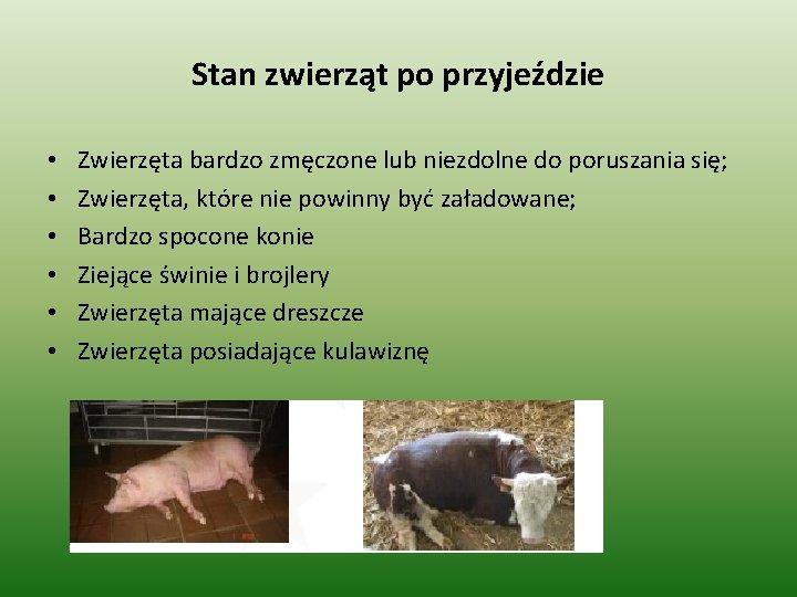 Stan zwierząt po przyjeździe • • • Zwierzęta bardzo zmęczone lub niezdolne do poruszania