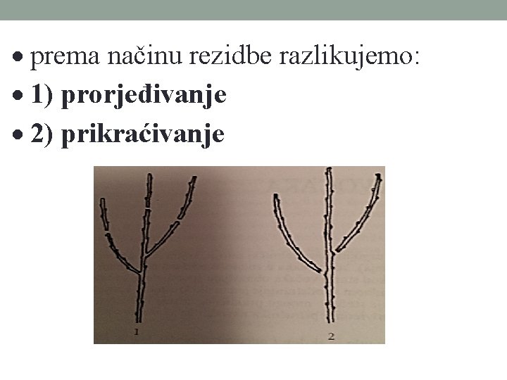  prema načinu rezidbe razlikujemo: 1) prorjeđivanje 2) prikraćivanje 